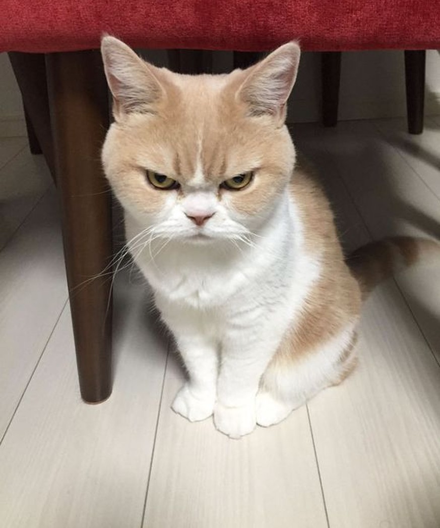 11 Katzen, die gerade ihre verrückten fünf Minuten haben 