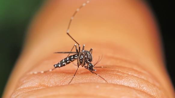 Tigermücke (Aedes albopictus)