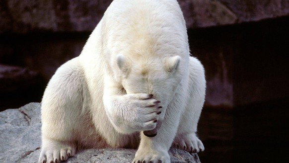 Eisbär
Cute News
http://animaljam.wikia.com/wiki/File:POlar_facepalm.jpg