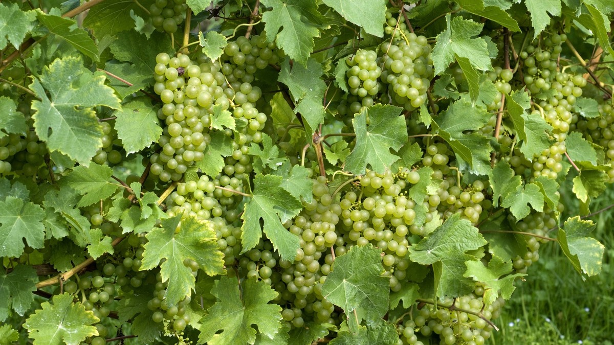 Neuer-Verdacht-auf-gepanschten-Wein-bei-AOC-Valais