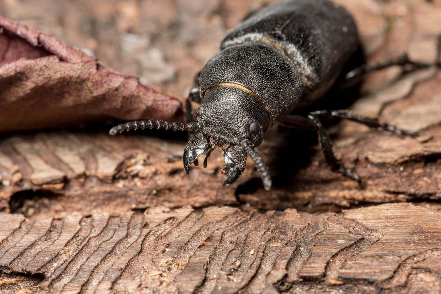 bark beetle eats tree
Borkenkäfer