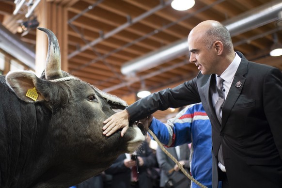 Bundesrat Alain Berset streichelt einen Stier, an der offiziellen Eroeffnung der 77. OLMA Schweizer Messe fuer Landwirtschaft und Ernaehrung, am Donnerstag, 10. Oktober 2019, in St. Gallen. Die Messe  ...