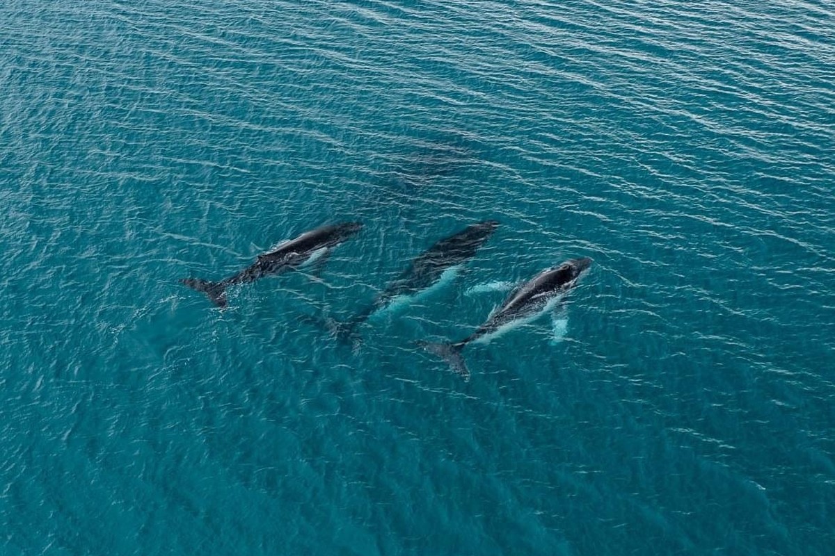 This photo provided by the Pacific Whale Foundation in May 2026, shows three humpback whales migrating along the eastern Australia coast. (Pacific Whale Foundation via AP)
Humpback Whale Migration