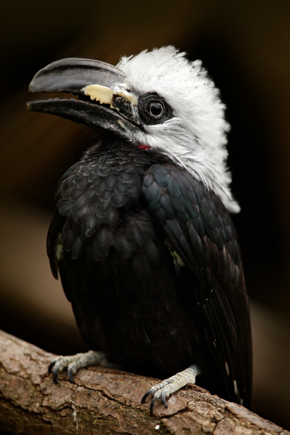 Hornbill in the nature habitat. Western Long-tailed Hornbill, Horizocerus albocristatus, sitting on the branch in the tropic fores, Hornbill in the nature habitat. Western Long-tailed Hornbill, Horizo ...