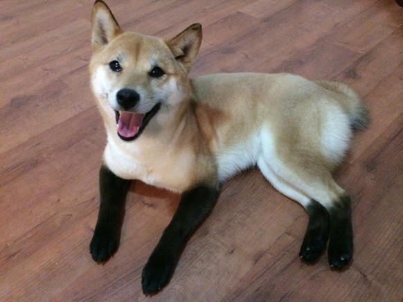 cute news tier hund shiba

https://imgur.com/gallery/zF3b0