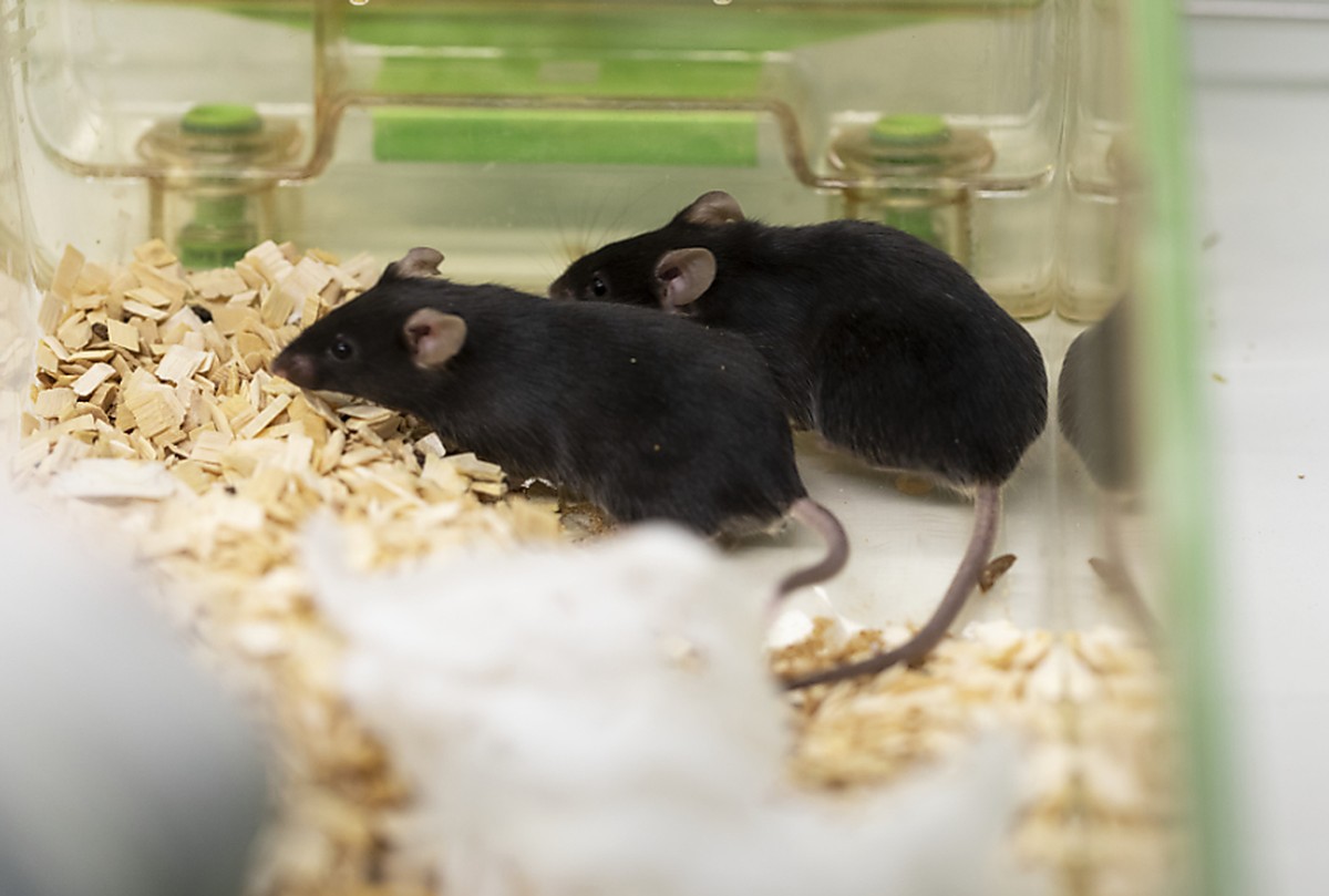 Zum vierten Jahr in Folge ist die Zahl der Tierversuche in der Schweiz 2019 gesunken. Im vergangenen Jahr wurden insgesamt 572'069 Tiere f