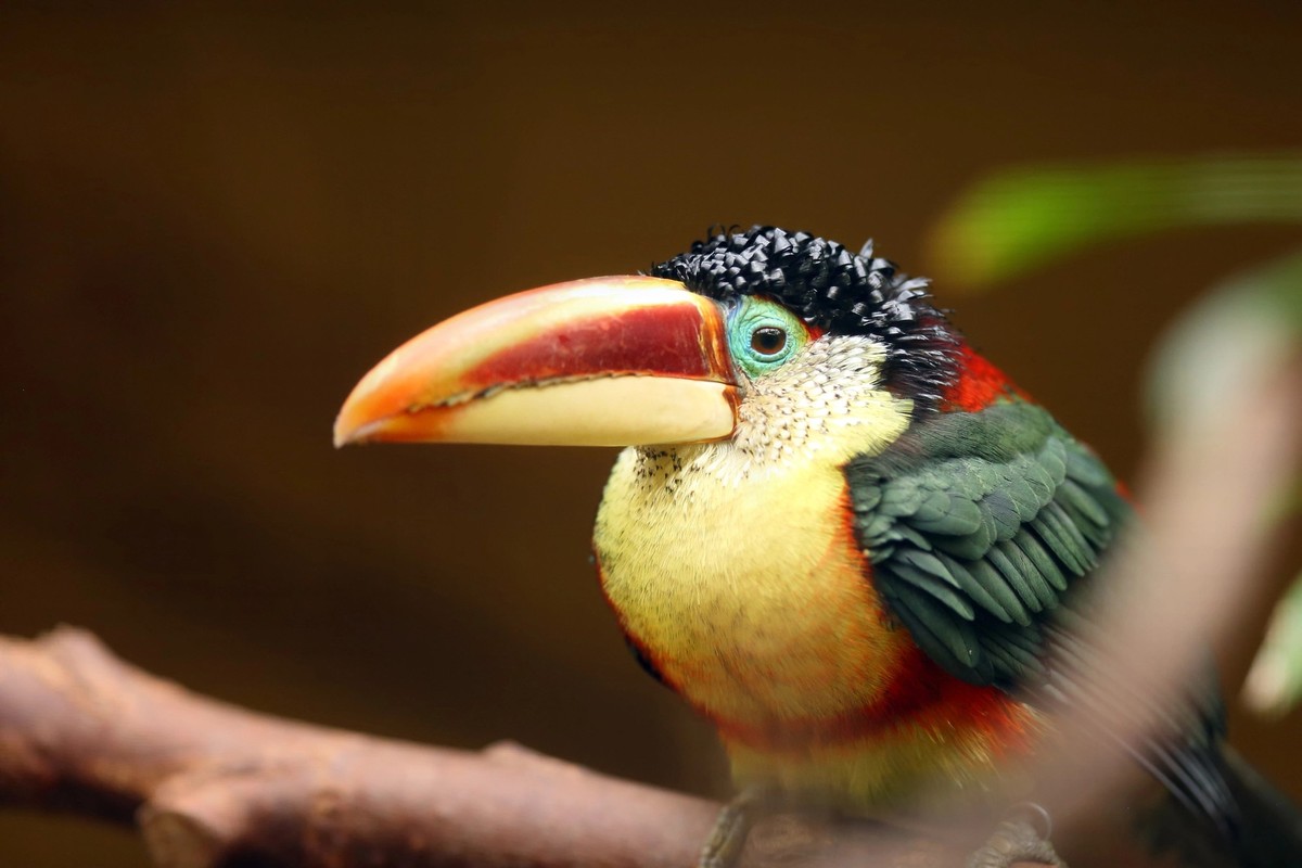 The curl-crested aracari (Pteroglossus beauharnaesii), also known as the curly-crested aracari sitting on the branch.Aracari portrait.