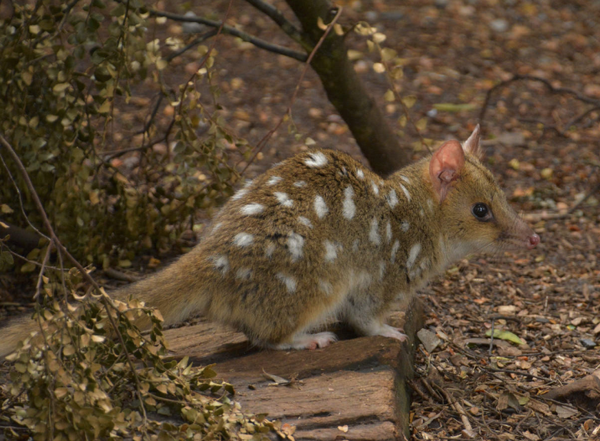 Tüpfelbeutelmarder