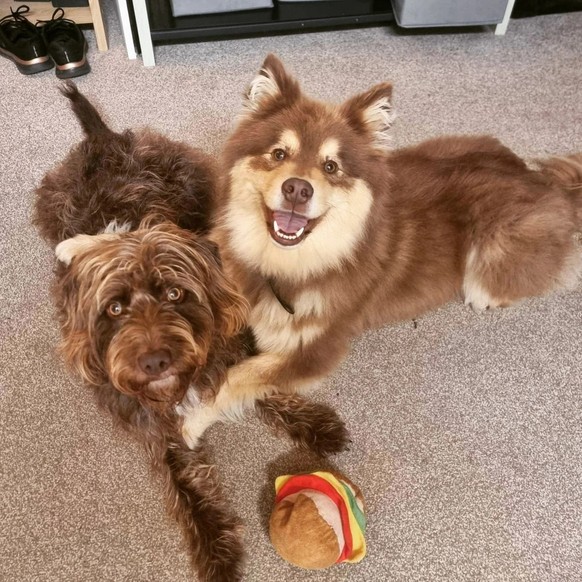 cute news tier hunde

https://www.reddit.com/r/rarepuppers/comments/z28p0i/my_dog_had_his_buddy_over_for_a_playdate/