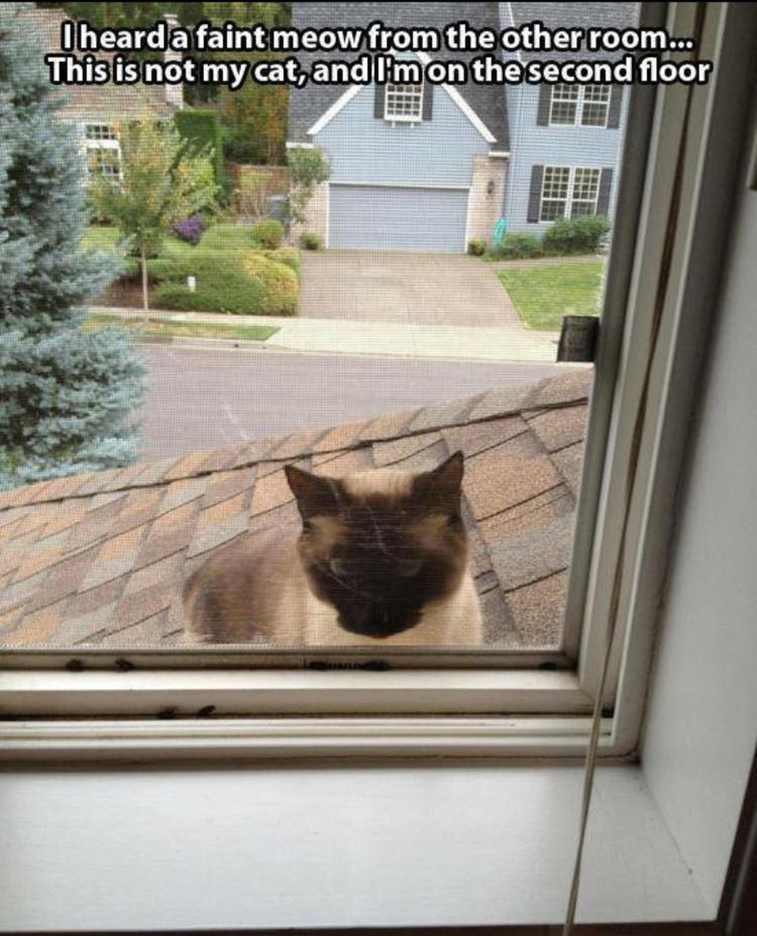 Diese 7 Bosen Katzen Vermiesen Dir Jeden Filmabend Watson