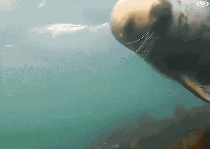 Animiertes GIF