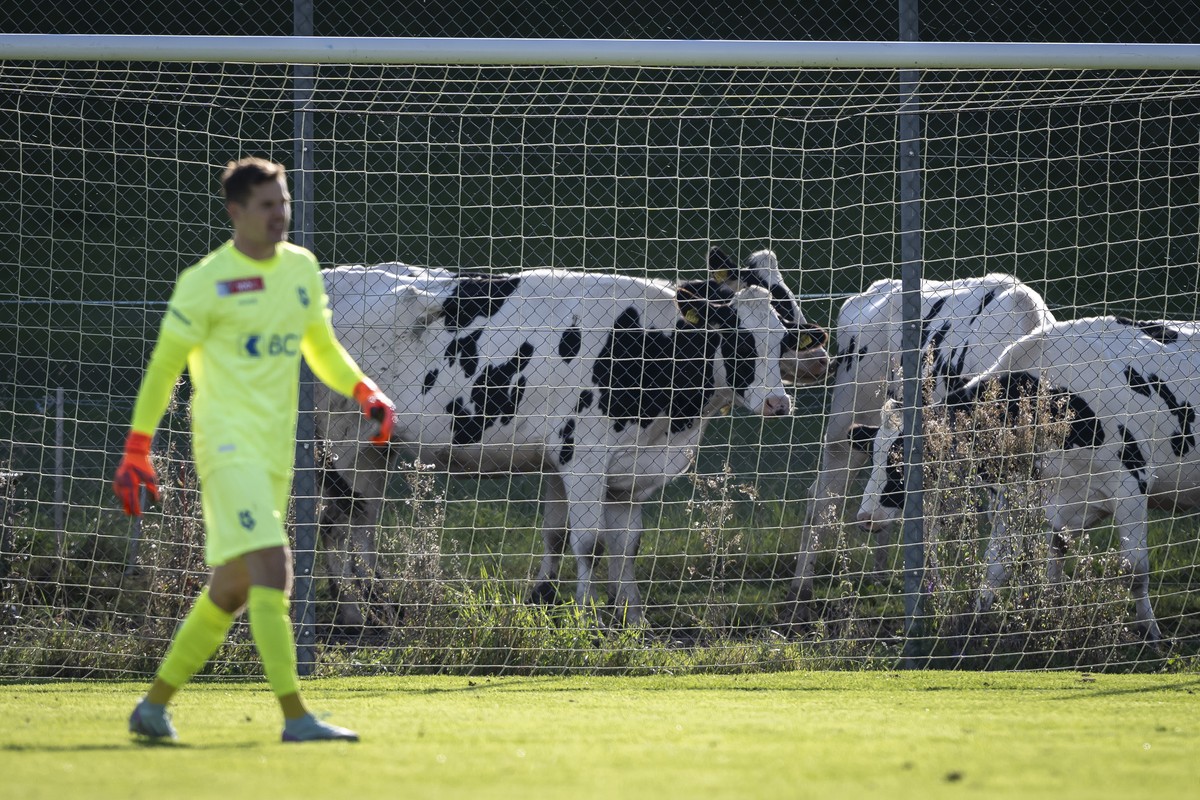 Kuehe werden hinter den Toren und Thomas Castella (LS) fotografiert, im Fussball Schweizer Cup, Runde 2, zwischen dem FC Aemme und dem FC Lausanne-Sport, LS, auf dem Sportplatz Tannschachen in Zollbru ...