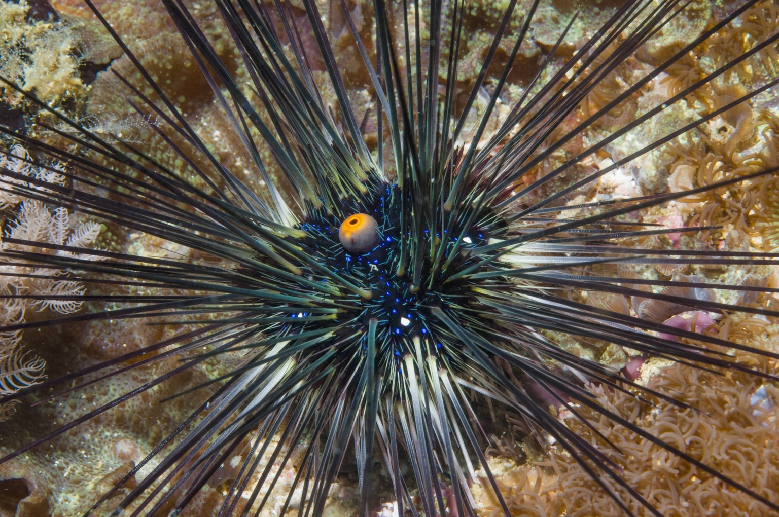 Longspine urchin Diadema setosum Cebu, Malapascua Island, Philippines, September PUBLICATIONxINxGERxSUIxAUTxONLY 1557322 GeorgettexDouwma