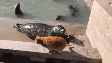 Animiertes GIF
