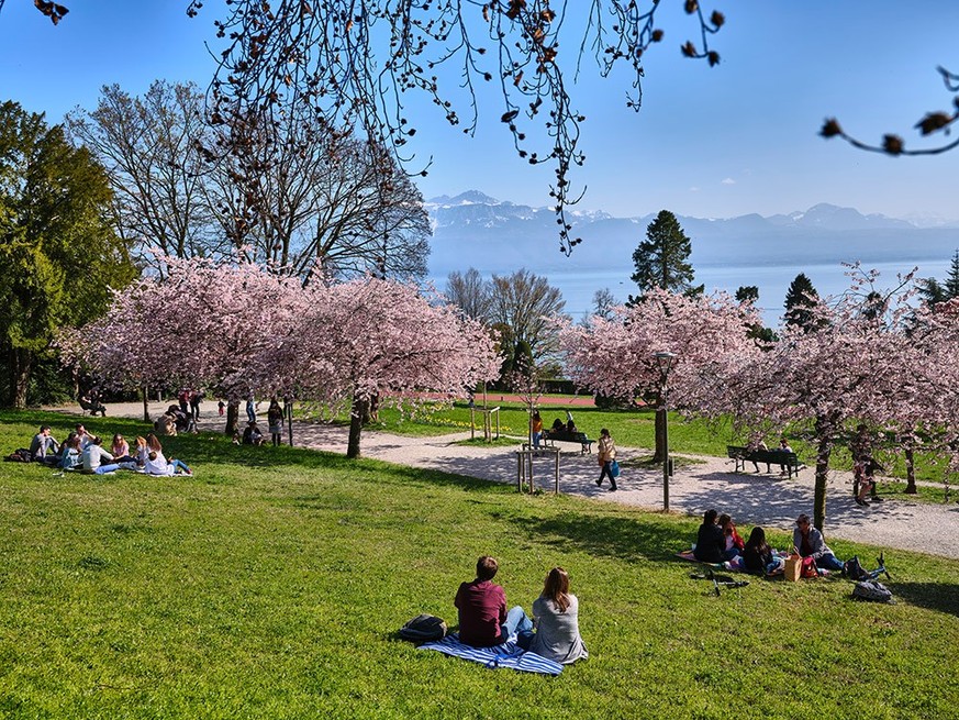 Fleurs printemps Lausanne Rauszeit Kirschblüten Lausanne Parc Olympique