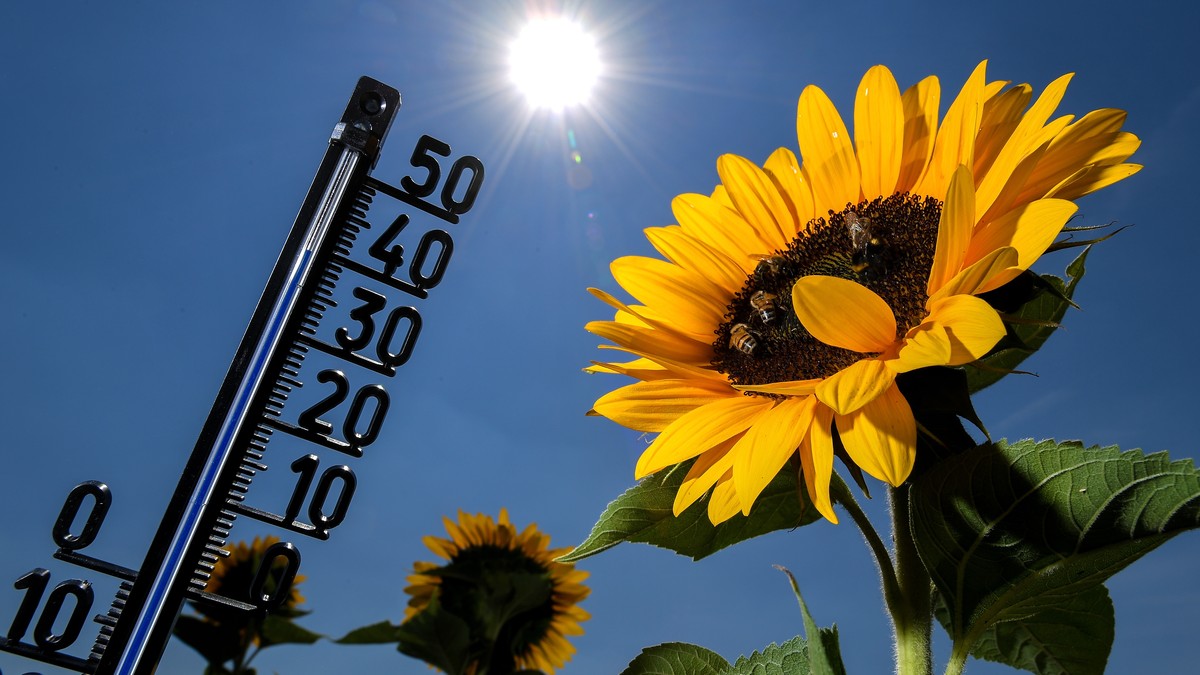 epaselect epa06913418 A thermometer among sunflowers shows an outside temperature of 39 degrees celsius in Kamp-Lintfort, Germany, 27 July 2018. According to metereologists, temperatures are expected  ...
