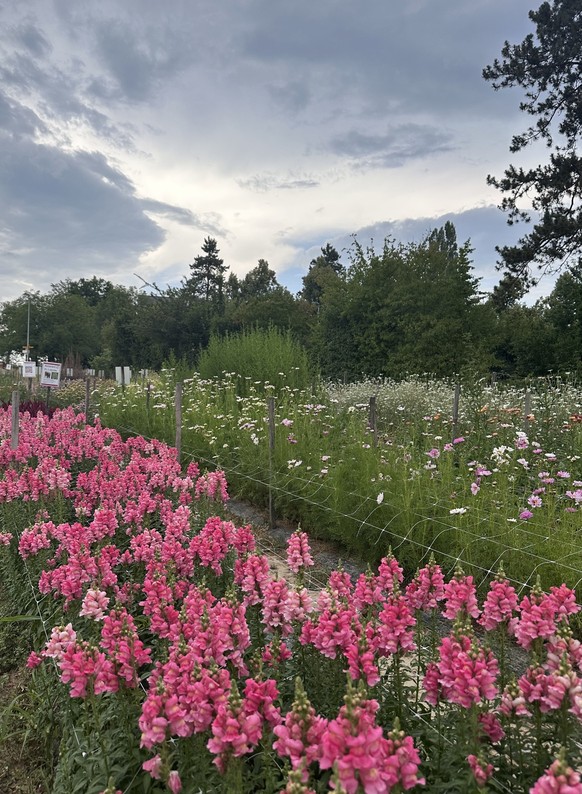 In den letzten Tagen hat es sich etwas abgekühlt. Trotzdem stellt die Klimakrise Blumenzüchterinnen vor gigantische Herausforderungen.