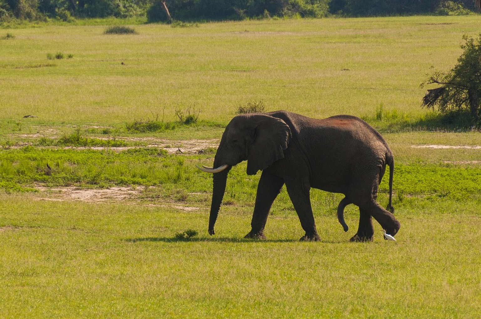 Elefantenbullen in der Musth haben einen deutlich erhöhten Testosteron-Spiegel und urinieren sagenhafte 400 Liter pro Tag. Da kann man Nzou schon verstehen, dass das jetzt für sie gar nicht mal so att ...