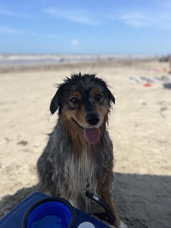cute news tier hund

https://imgur.com/t/aww/P3viutg