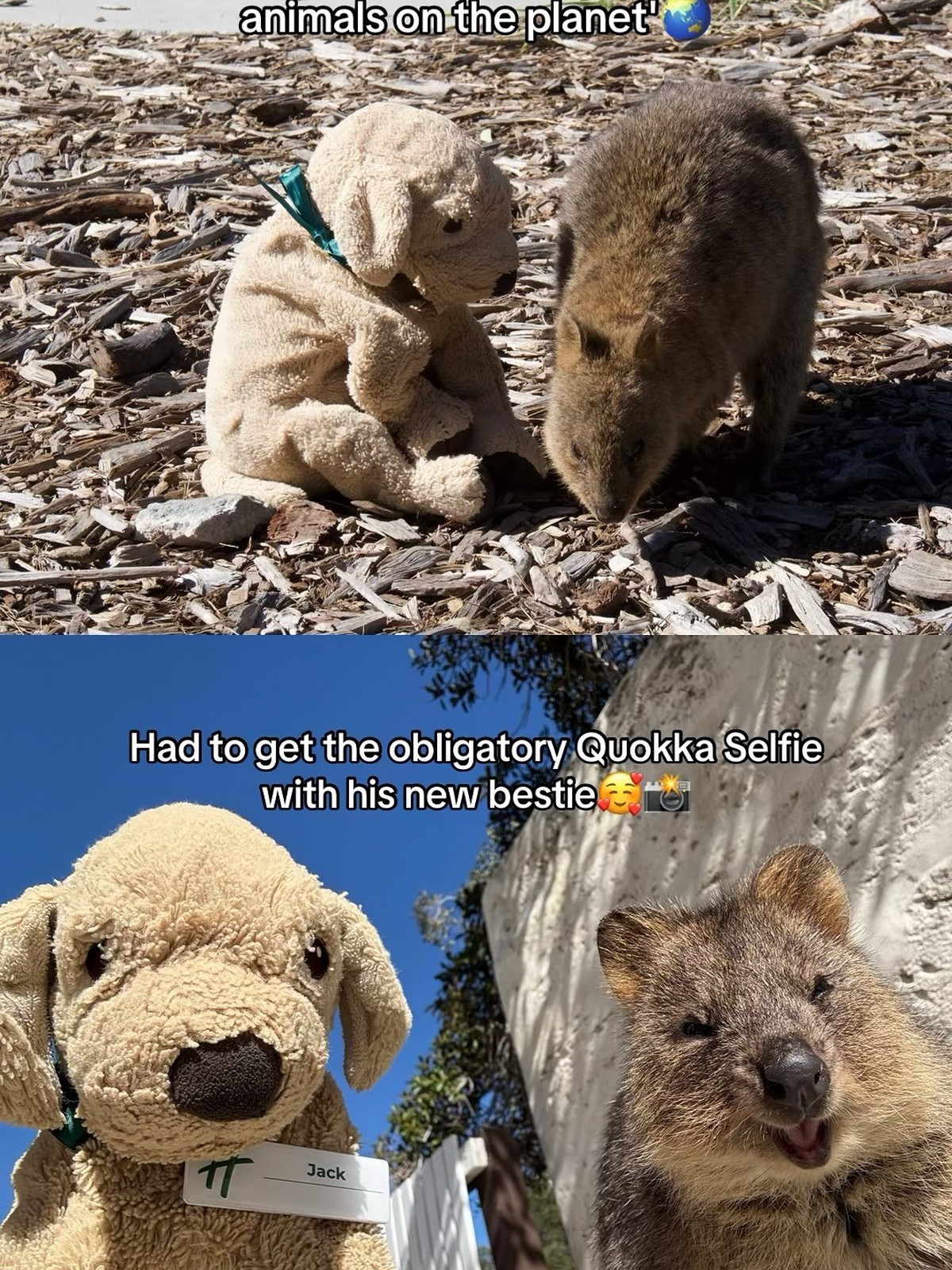 Il fallait absolument un selfie avec un quokka, son nouveau meilleur ami.