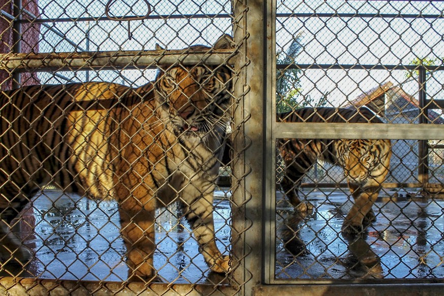 THA BAK, LAOS - DECEMBER 5 : 
Tigers look from a cage at a new resort and zoo in the eastern Lao town of Tha Bak on December 5, 2018. The Lao government has pushed tiger farm owners operating illegal  ...