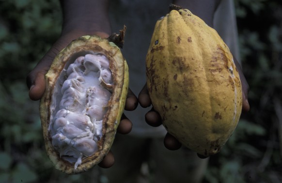 Farmers have to send their children to the plantations to earn money.