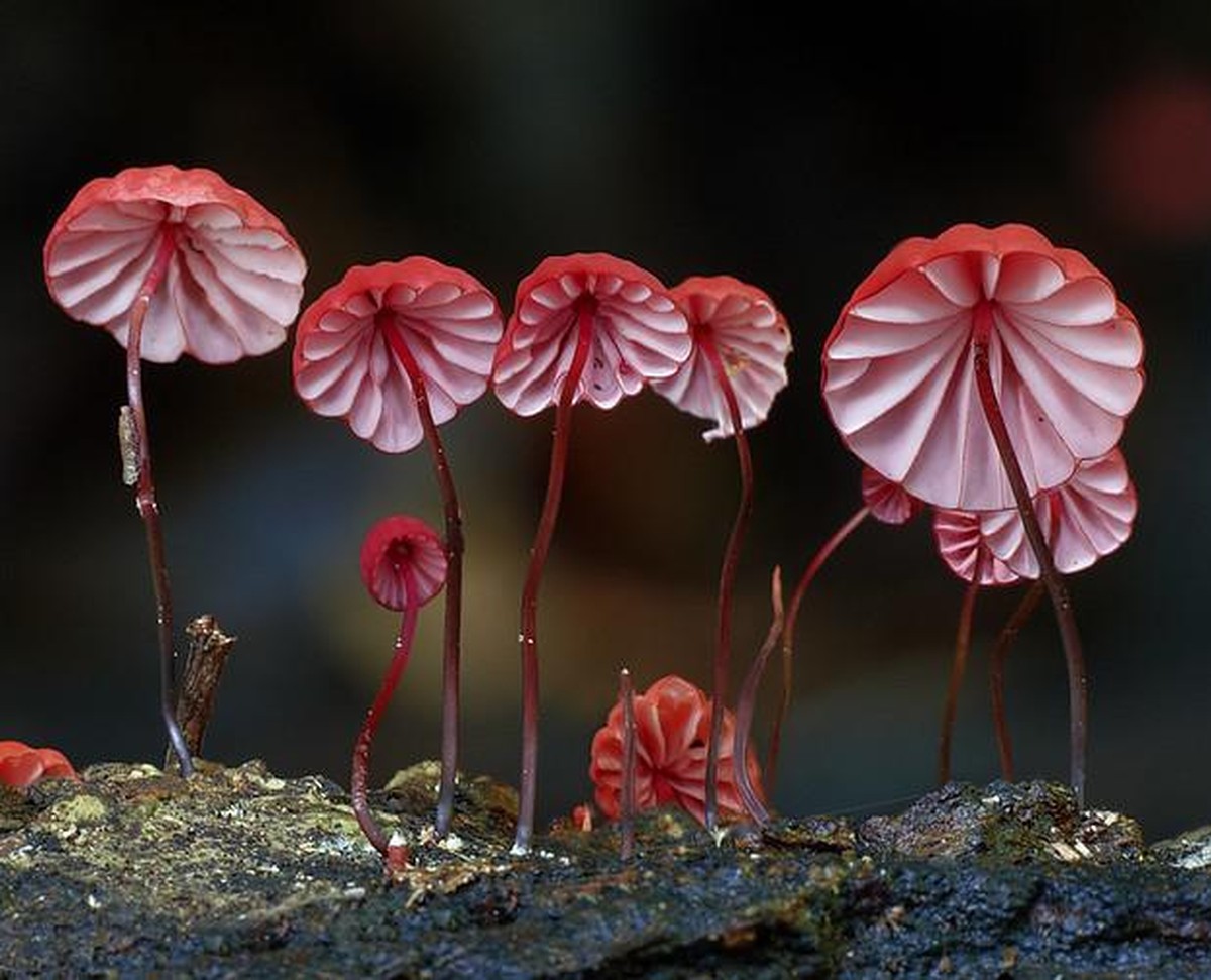 Marasmius haematocephalus, Pilz