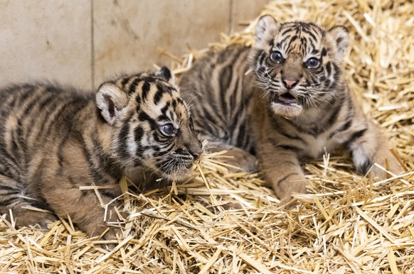 epa11811239 Two four-week-old Sumatran tiger (Panthera tigris sumatrae) cubs rest following a routine medical procedure in Sosto Zoo in Nyiregyhaza, northeastern Hungary, 07 January 2025. The cubs, cu ...
