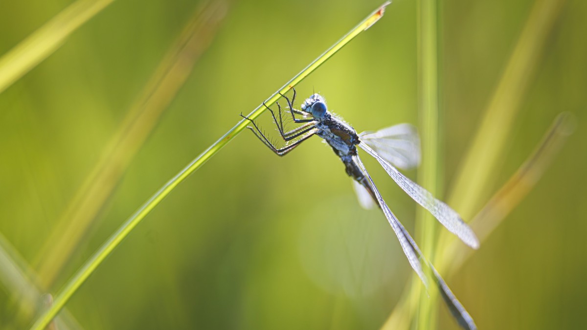 Schweizer-Insektenwelt-Wenn-diese-Pufferfunktion-wegf-llt-haben-wir-ein-Problem-