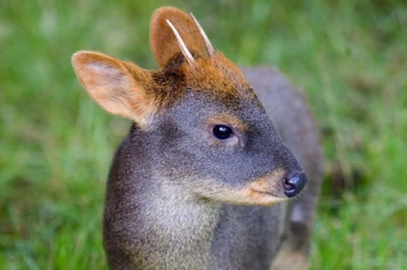 Pudu
Cute News
http://imgur.com/gallery/B5ByL