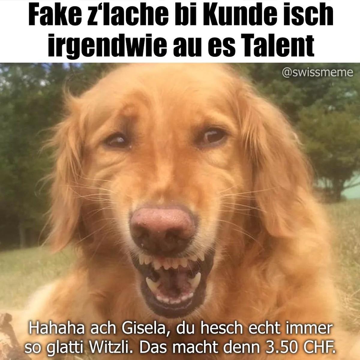 Wer «Erster» ist, hat verloren! Schnell! PICDUMP!
Einige Frauchen und Herrchen sollen ja ihr Vierbeiner gleich wie sich selbst stylen.
Aber dieser Gesichtsausdruck!
Das muss der Hund von Harald sein ...
