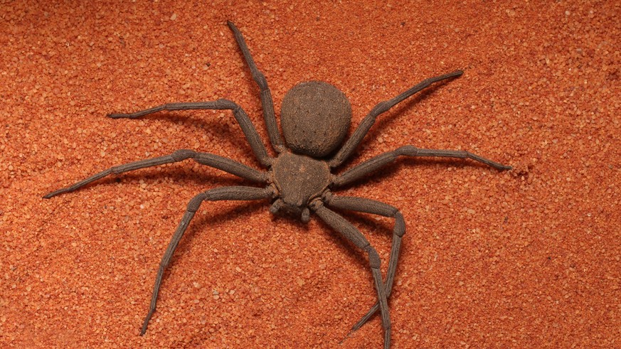 Sechsäugige Sandspinne.