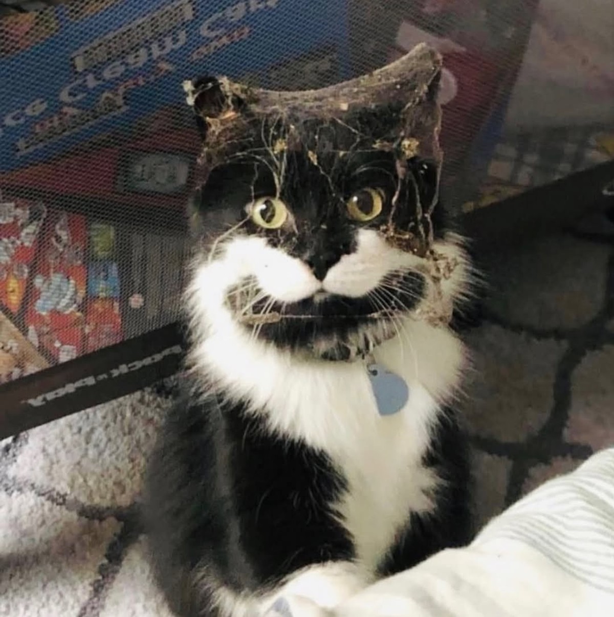 cute news tier katze

https://www.instagram.com/p/DVL_iwxjldV/