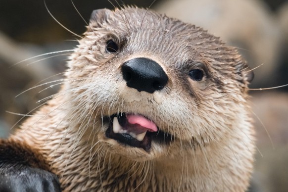 cute news animal otter https://www.reddit.com/r/Otters/comments/10w82uk/an_otter_at_the_sacramento_zoo/