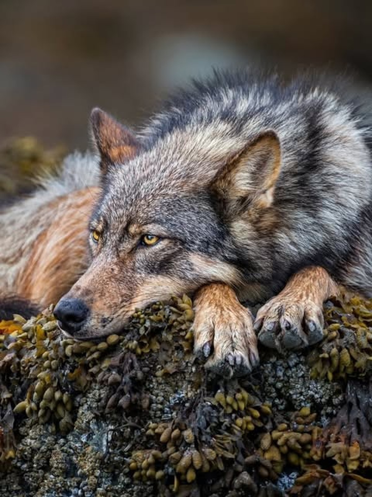 Vancouver Coastal Sea wolf

https://www.instagram.com/p/DWeohkZGbGk/?img_index=6
