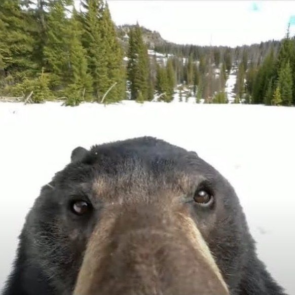 cute news tier bären und wildtierkameras

https://www.instagram.com/p/C0mAN2BvMQU/?img_index=0
