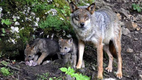 ZUM ENTSCHEID DES STAENDERATS, DEN SCHUTZ DES WOLFS NICHT AUFZUHEBEN, STELLEN WIR IHNEN AM MITTWOCH 9. MAERZ 2016 FOLGENDES BILDMATERIAL ZUR VERFUEGUNG --- Two wolf cubs born end of May eat under the  ...