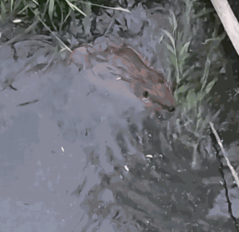 Animiertes GIF