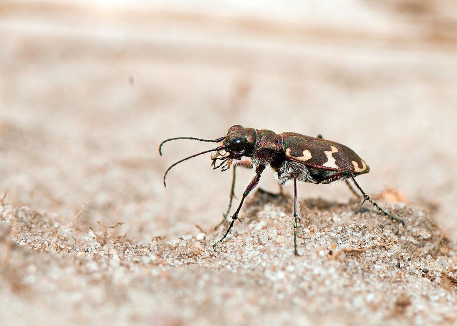 Sandlaufkäfer, Tiger Beetle, Cicindela