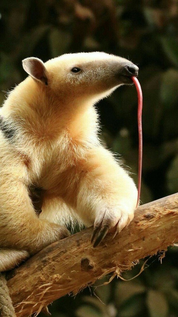 cute news tier ameisenbär

https://ch.pinterest.com/pin/1121888957174753102/