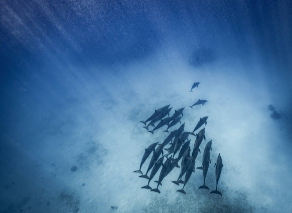 shoal of dolphins swimming in the Red Sea Hurghada, Red Sea Governorate, Egypt CR_THHE250930C-1824250-01