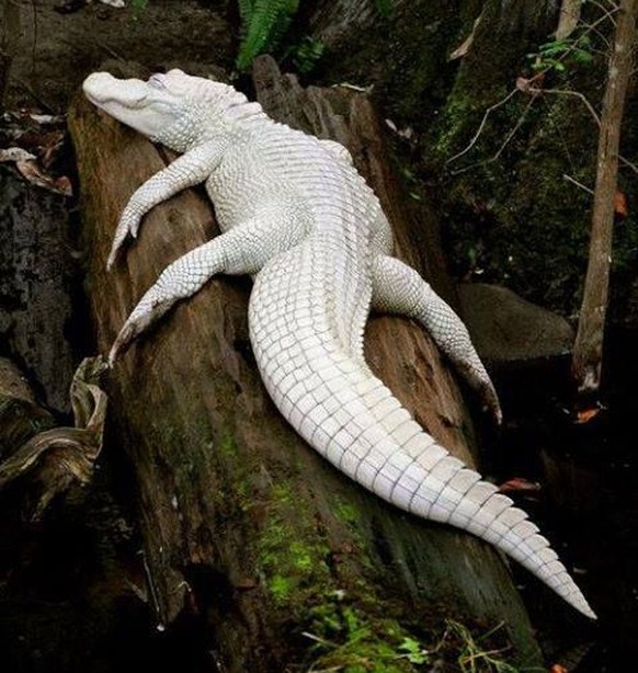 Albino Krokodil
https://www.pinterest.com/pin/141089400806317449