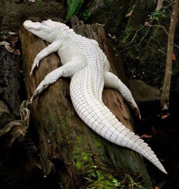 Albino Krokodil

https://www.pinterest.com/pin/141089400806317449