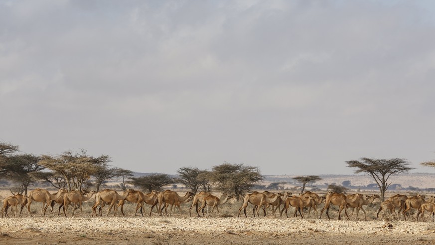 epa05873314 A photograph made available on 27 March 2017 shows a herd of camels passing by an Internally Displaced Person (IDP) camp in the outskirts of Qardho in Somalia&#039;s semi-autonomous region ...