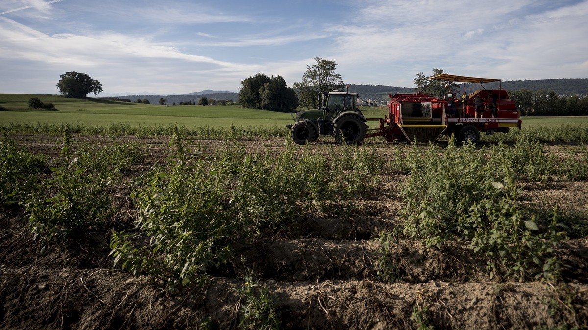 Arbeiter sortieren Kartoffeln auf der Erntemaschine am Mittwoch, 2. September 2026 auf einem Feld der Familie Ogg in Watt. Laut dem Branchenverband swisspatat wurden im Sommer 2026 so wenige Kartoffel ...