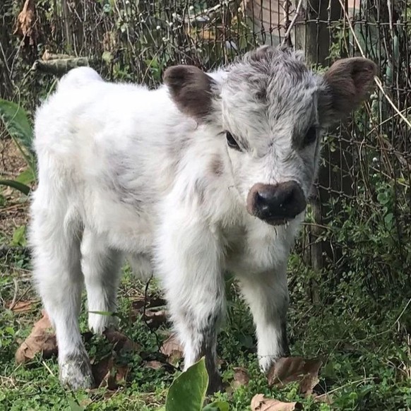 cute news animal tier kuh cow

https://www.reddit.com/r/Animal/comments/vi2xbm/my_cows_are_looking_for_a_new_pasture_no_good/