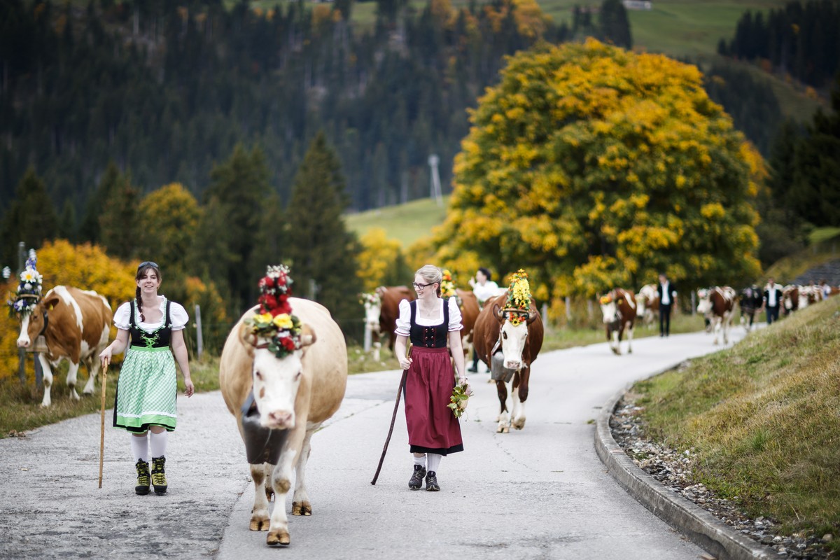 Women help guiding the 46-cow herd of the Favre family during to the alp descent, so-called "desalpe" in French, towards the village of l'Etivaz, Switzerland, Saturday, September 30, 20 ...