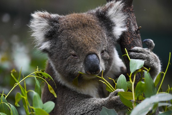 epa08838386 A koala is seen eating gum leaves at the Tidbinbilla Nature Reserve near Canberra, Australia, 24 November 2020. The federal government yesterday announced a national audit of koala populat ...