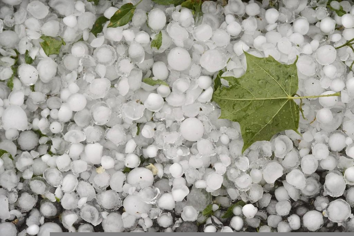 Une feuille photographiee sur un tapis de grele, suite a un violent orage de grele qui s'est abattu sur Geneve, ce jeudi 20 juin 2013. (KEYSTONE/Martial Trezzini)