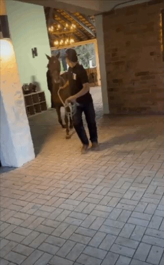Animiertes GIF